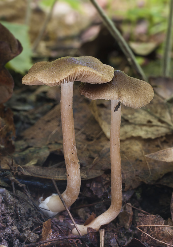 Inocybe glabripes